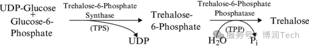 T6P(2).png